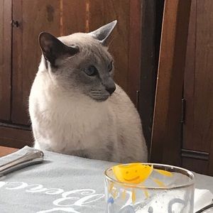 Meet your Posher, Alice